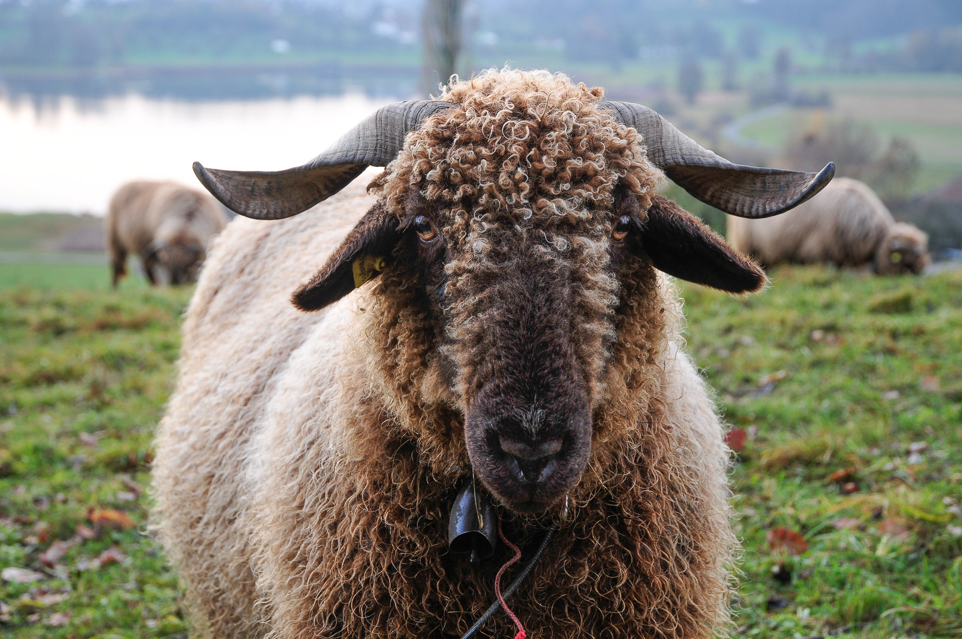 Schafe auf Zelg über dem Lützelsee am 28. November 2018 um 14.55 Uhr