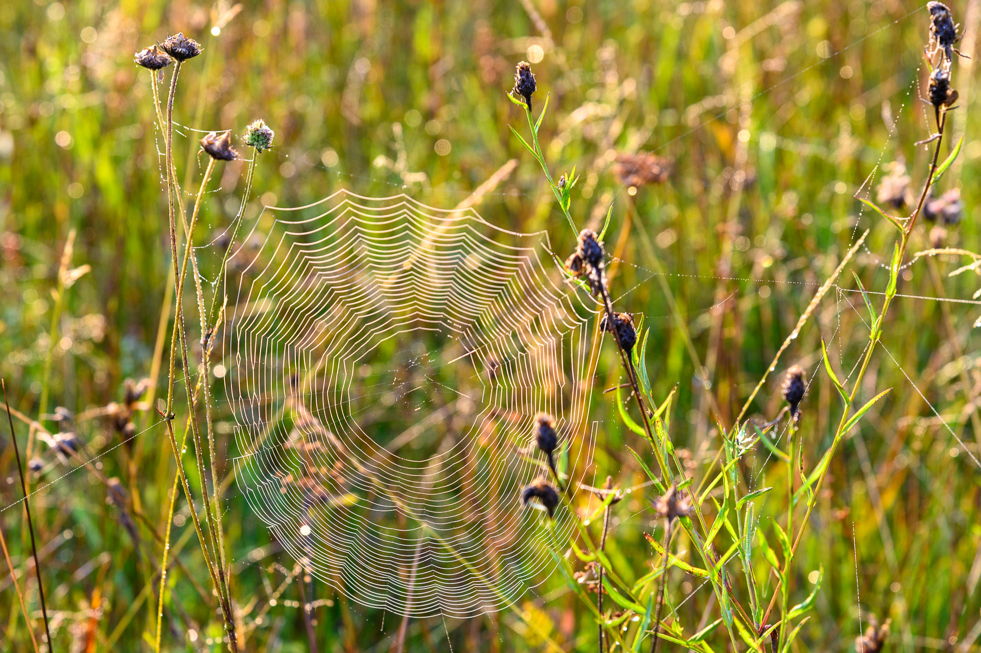 Spinnennetz im Morgentau in der Tüfi am 12. September 2020 um 8.08 Uhr