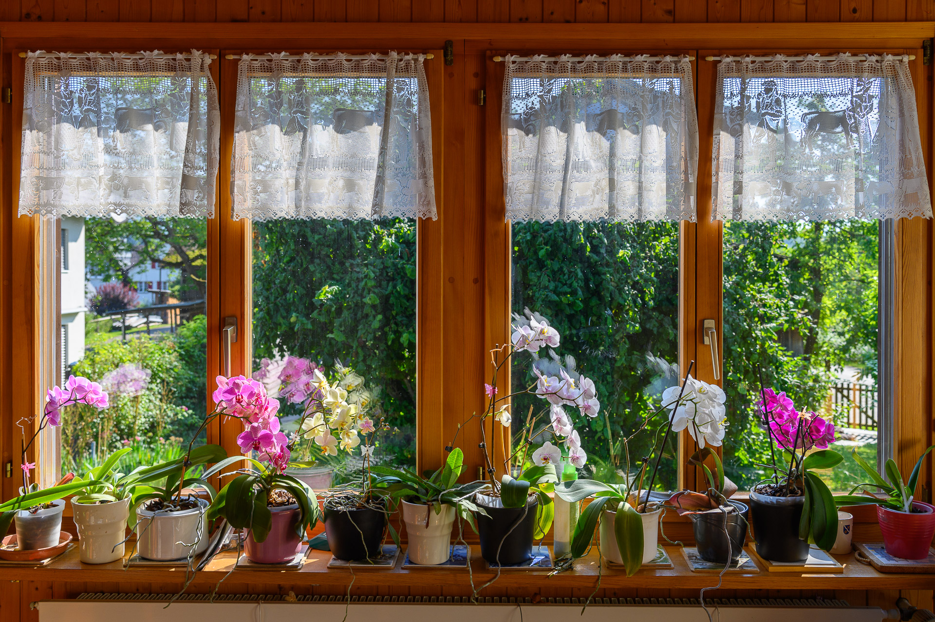 Orchideenfenster im Usser-Langenriet am 30 Juli 2021 um 9.40 Uhr