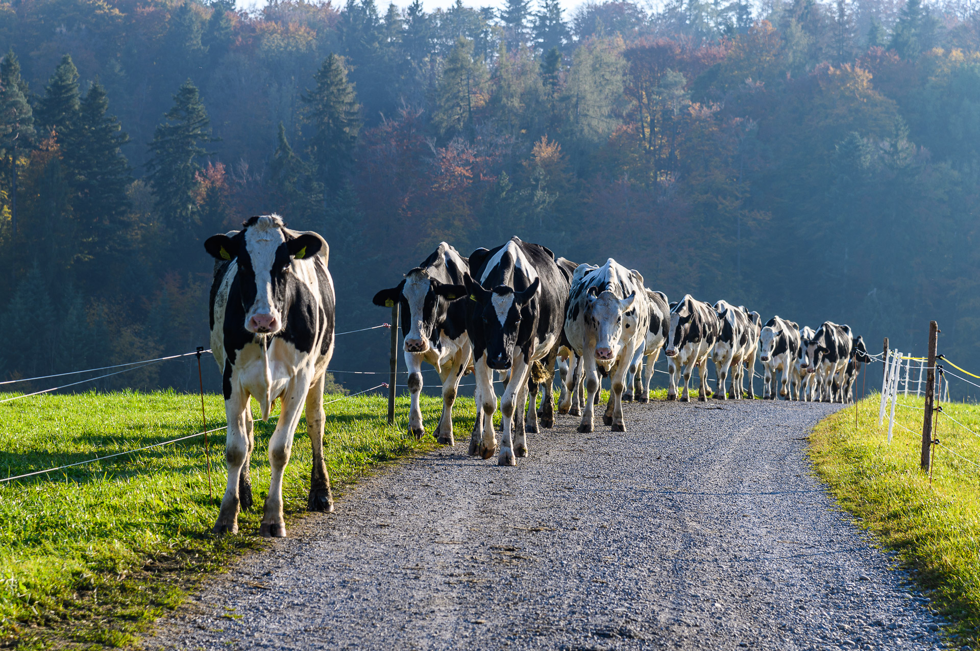 Heimkehr der Kühe in Uetzikon bei Gunten am 27. Oktober 2021 um 16.15 Uhr