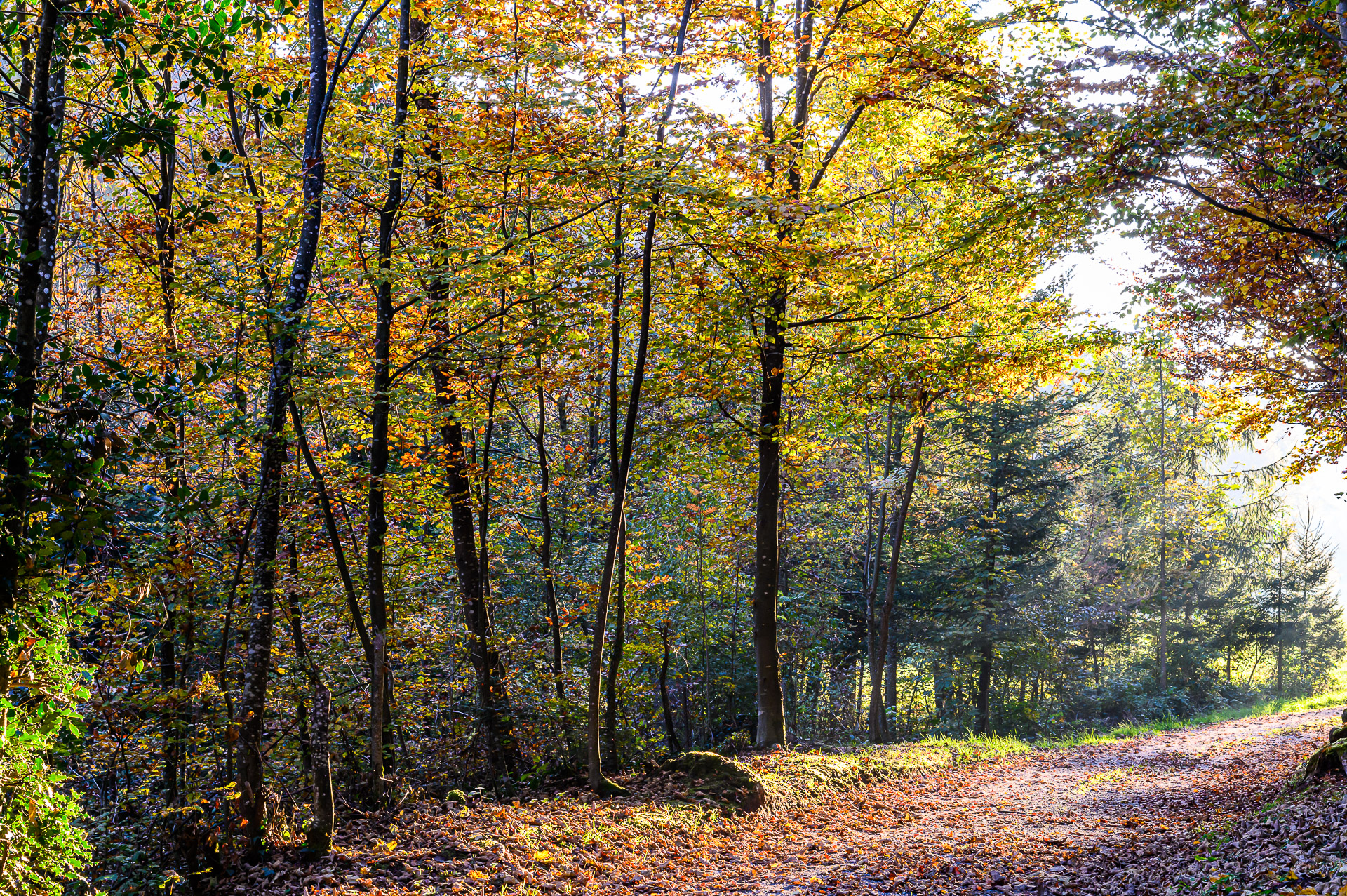 Herbstwald bei der Chüeweid am 27. Oktober 2021 um 17.27 Uhr